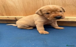 Labrador Retriever dogs for sale: Ready Now Fox Red Labrador Puppy Available  - Image 16