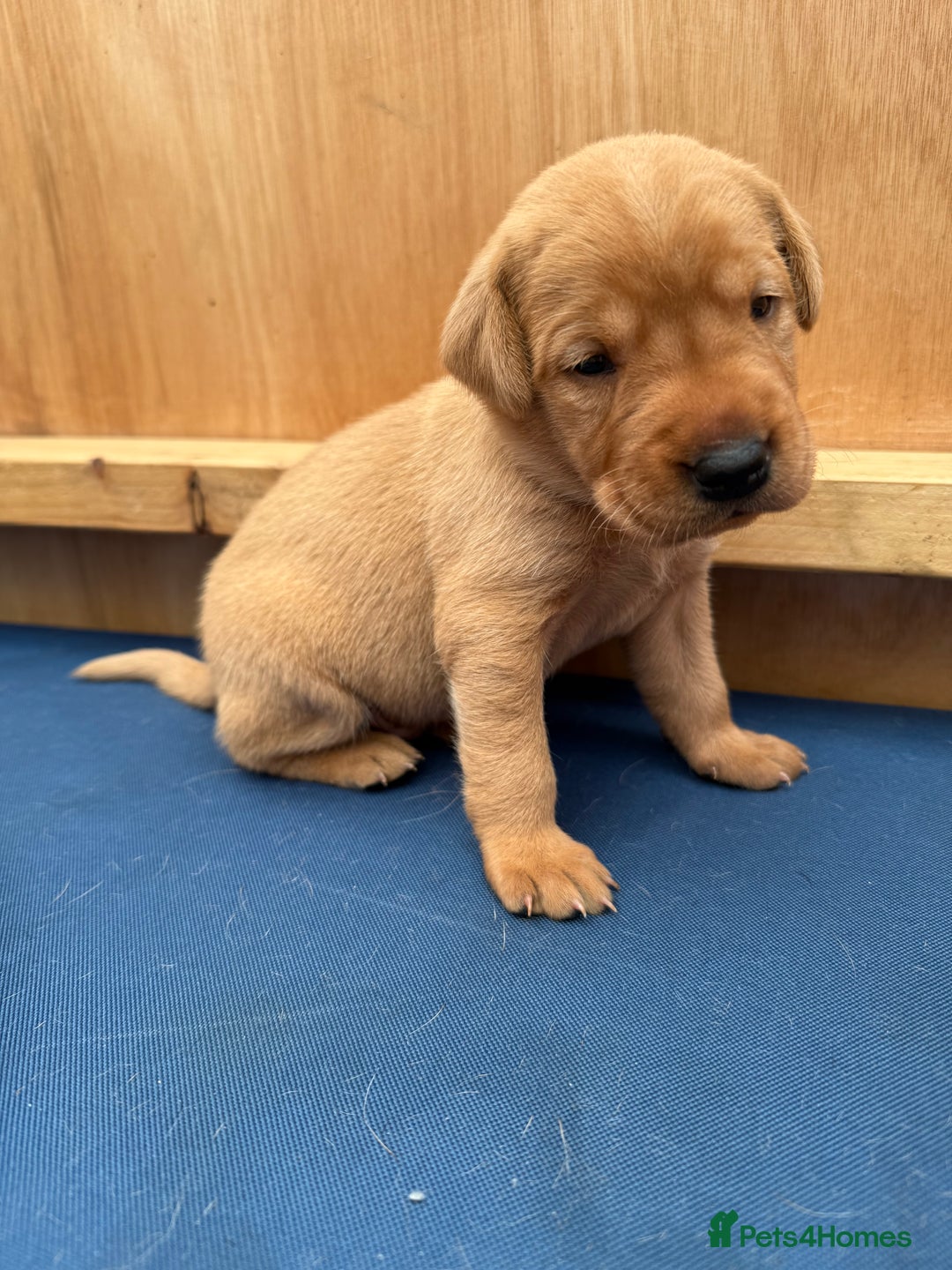 Labrador Retriever dogs for sale: Ready Now Fox Red Labrador Puppy Available  - Image 16