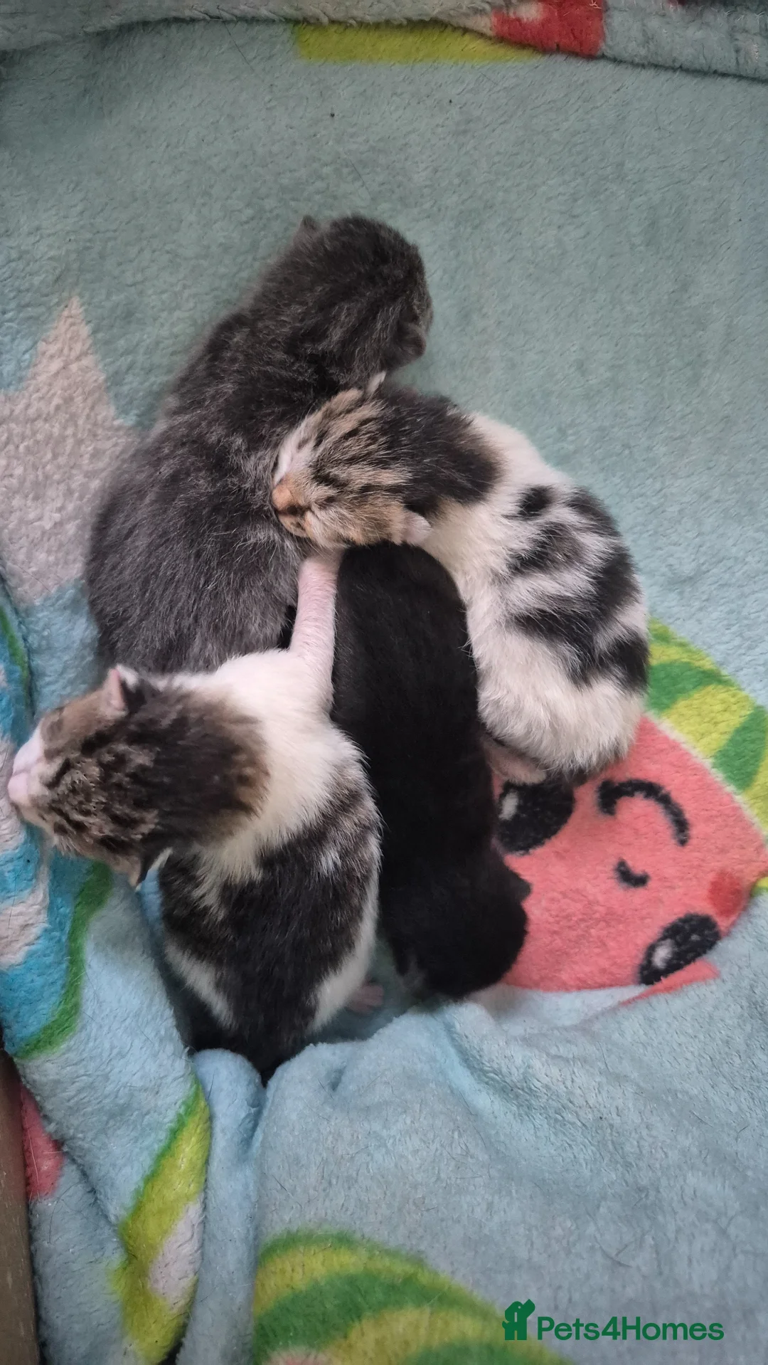 Mixed Breed cats for sale: Little black kitten boy - Advert 4