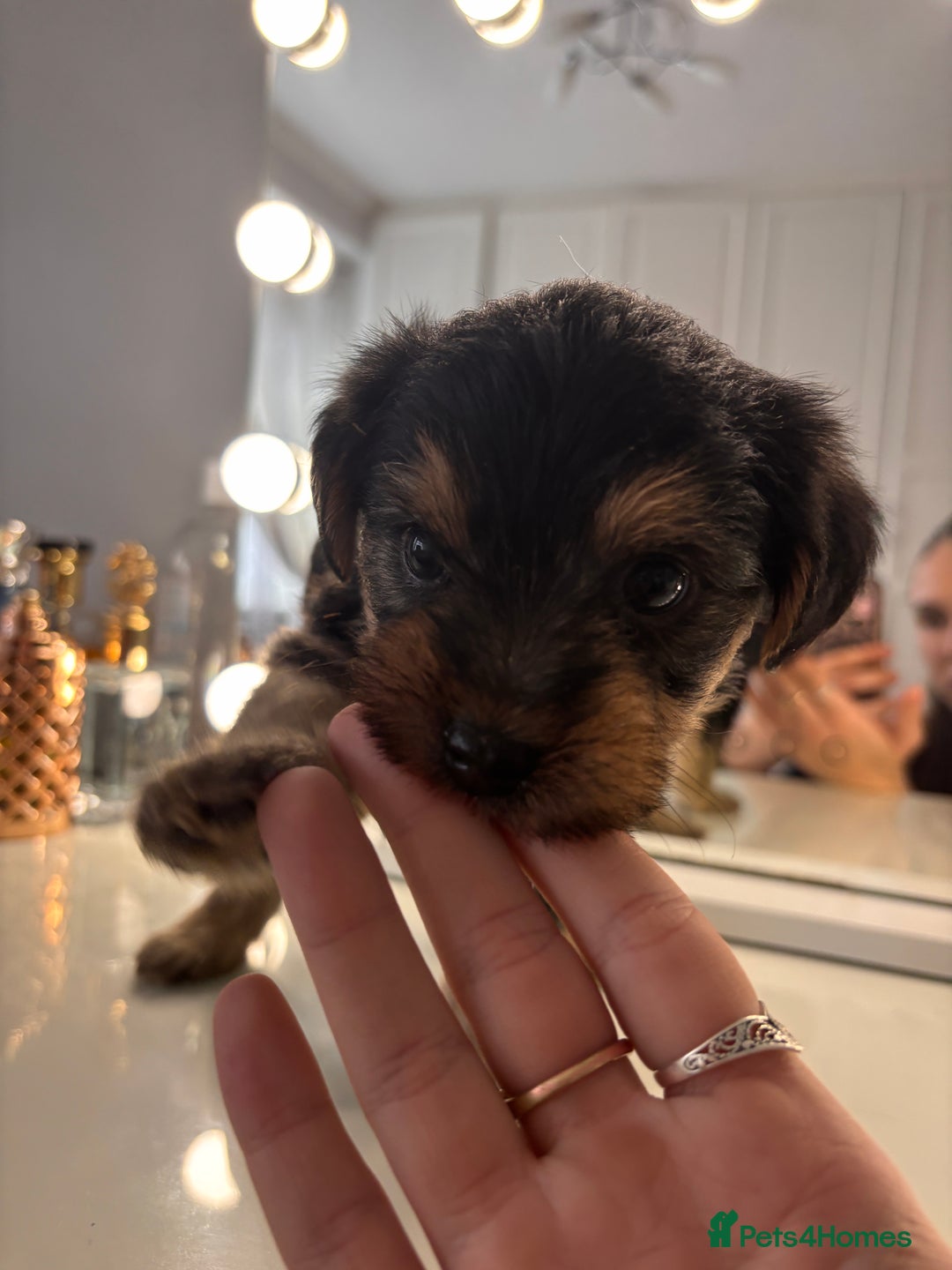 Yorkshire Terrier dogs for sale: Pedigree Yorkshire Terrier - Advert 12