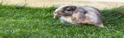 Mini Lop rabbits for sale: Mixed Mini Lop baby rabbits  in Maidstone - Advert 4