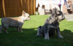 French Bulldog dogs for sale: Exceptional KC Fluffy French Bulldog Puppies - Image 27