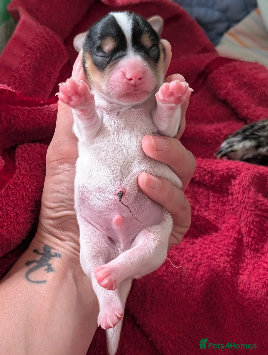 Mixed Breed dogs for sale: Mixed Breed Puppies  - Advert 2