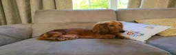Dachshund dogs for sale: Standard Long Haired Dachshunds - Advert 6