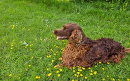 Irish Setter dogs for stud: KC CH line Irish Setter Stud  - Image 6