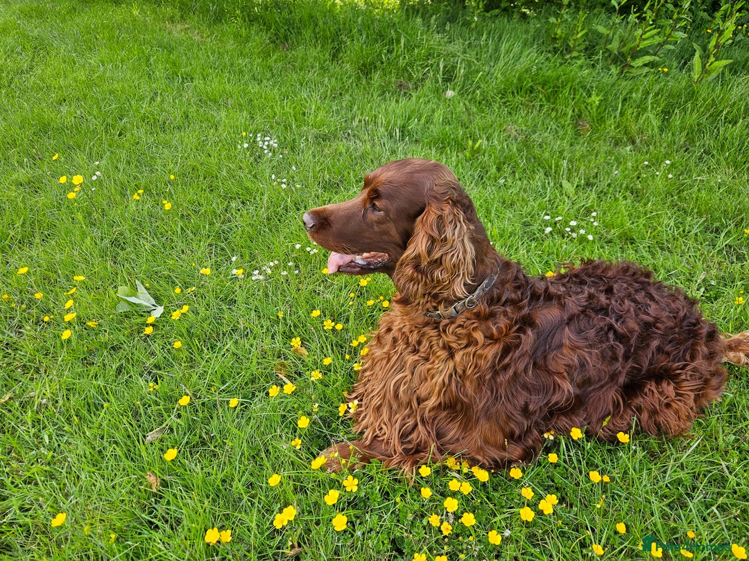 Irish Setter dogs for stud: KC CH line Irish Setter Stud  - Image 6