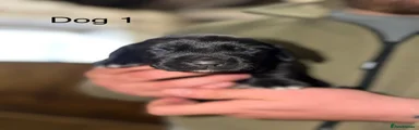 Dog 1