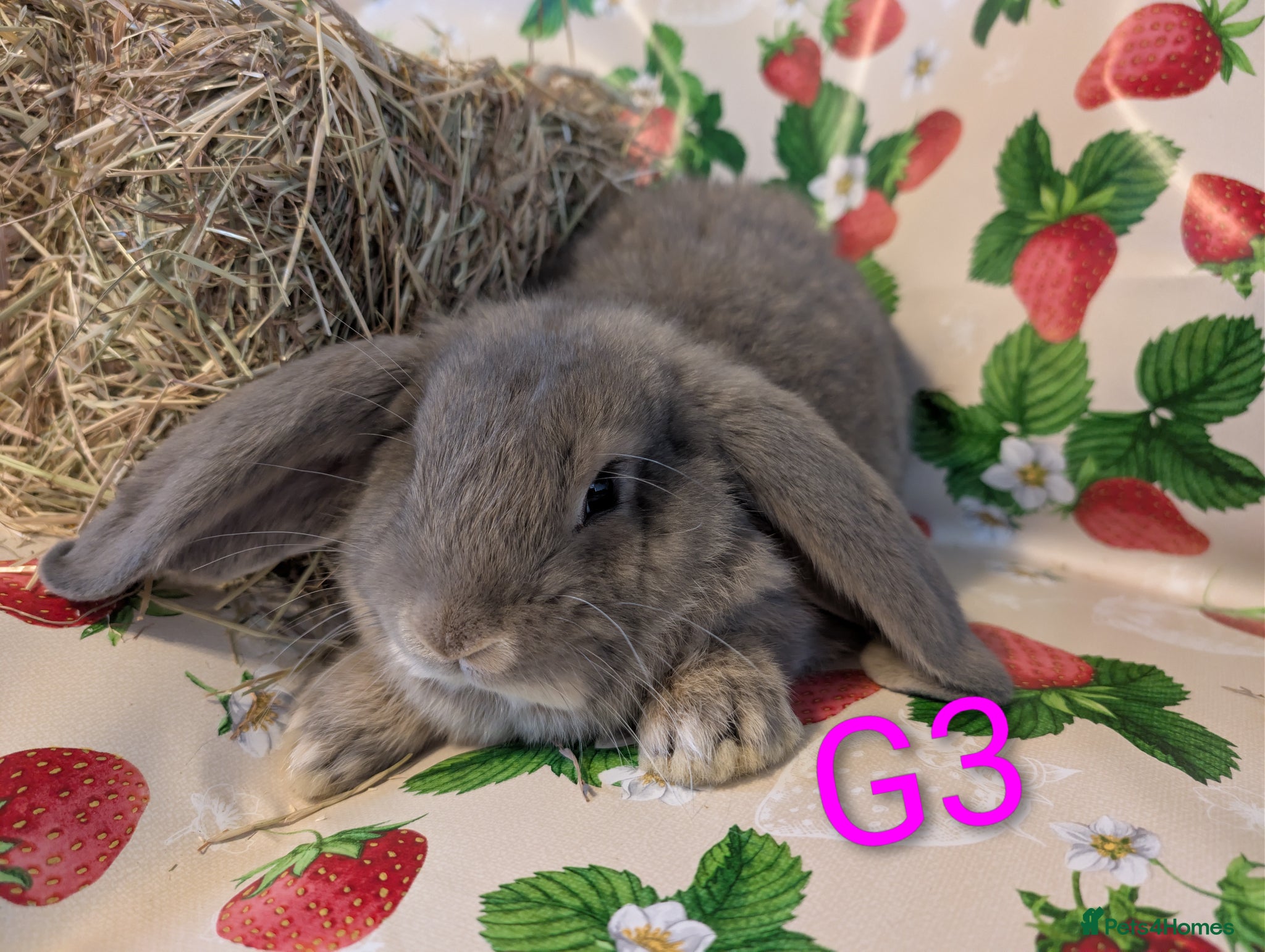 French Lop rabbits French lops  - Advert 3