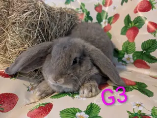 French Lop rabbits French lops - Advert 3