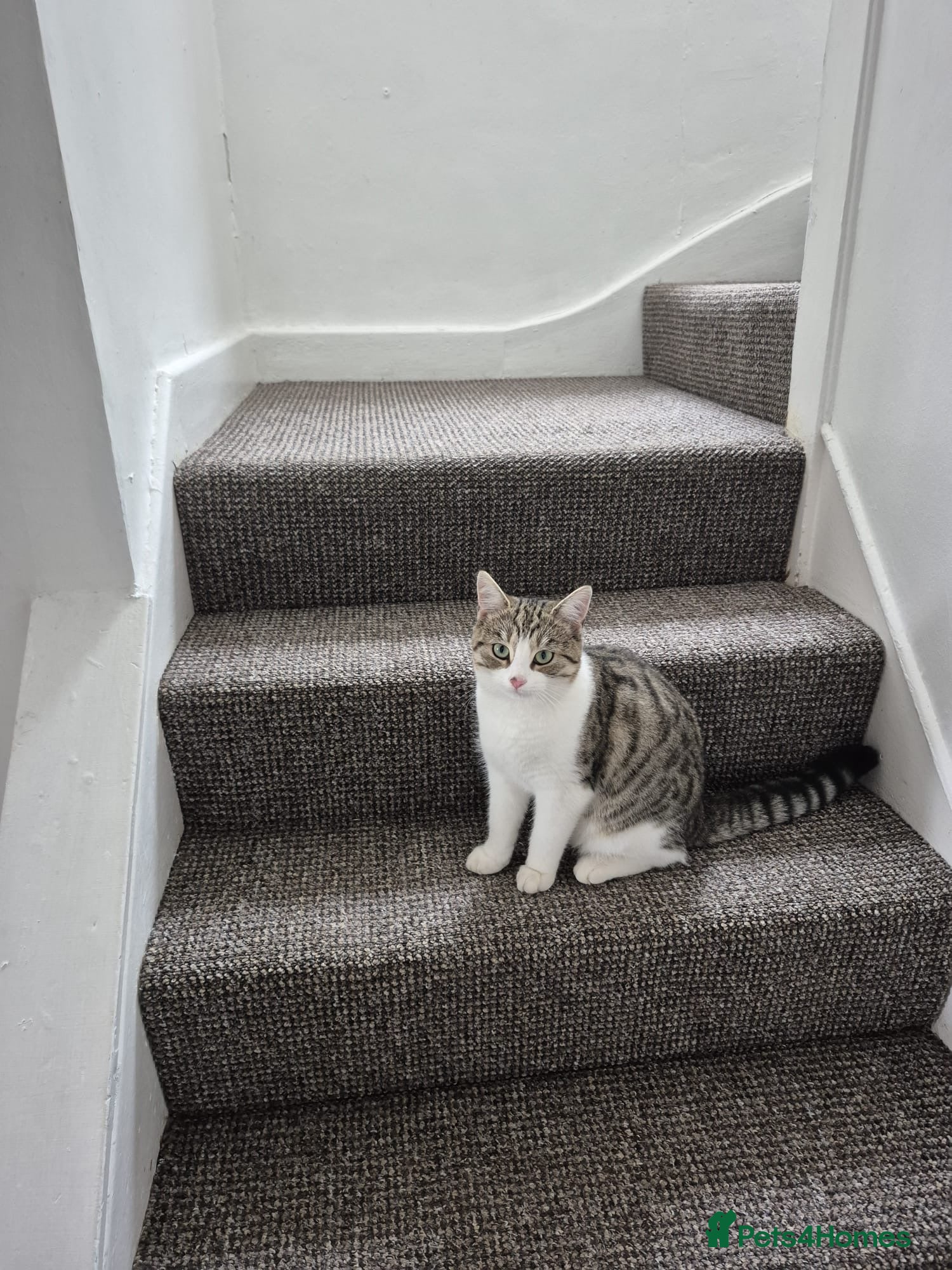 Domestic Shorthair cats Shorthair tabby - Advert 9