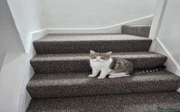 Domestic Shorthair cats for sale: Shorthair tabby - Image 1
