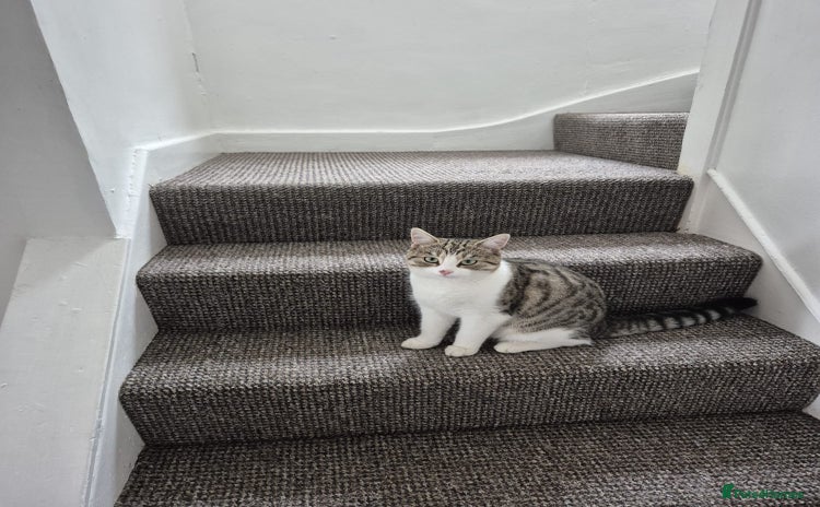 Domestic Shorthair cats - Advert 3