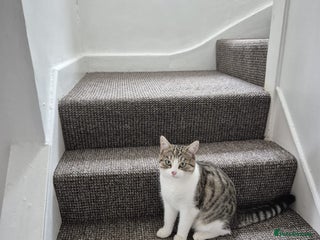 Domestic Shorthair cats - Advert 34