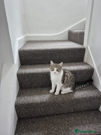 Domestic Shorthair cats - Advert 6