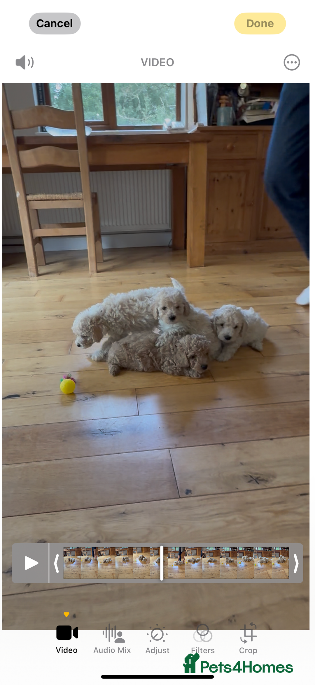 Poochon dogs for sale: Tiny farm bred teddy bear bundles of fun !  - Image 24