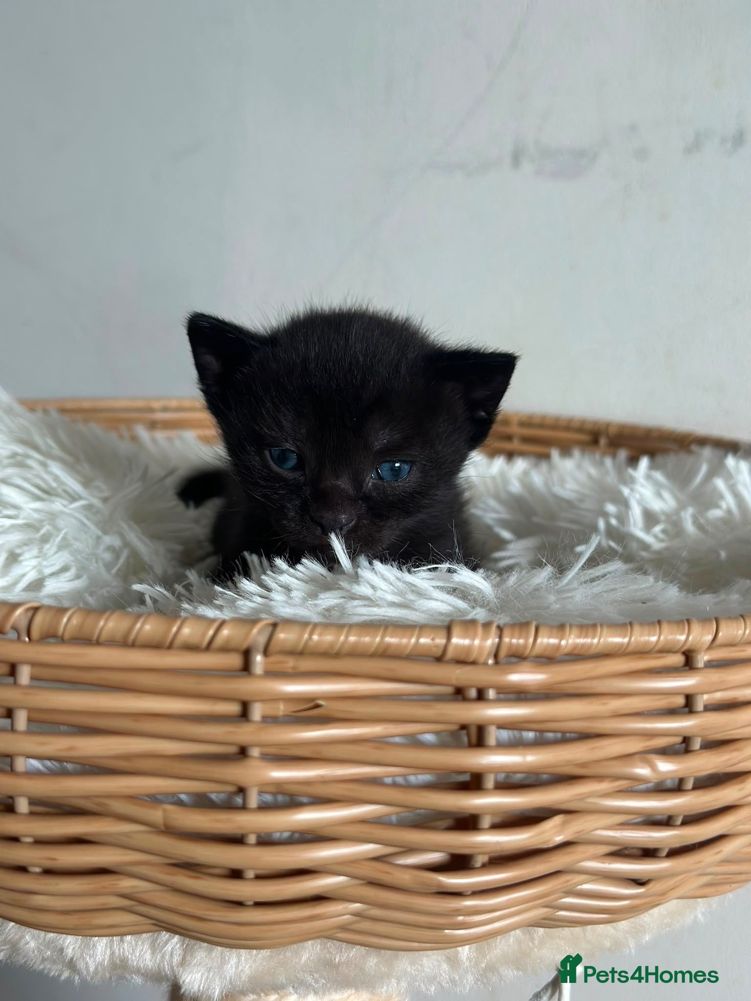Mixed Breed cats Beautiful black synths x ragdoll kitten  - Advert 16