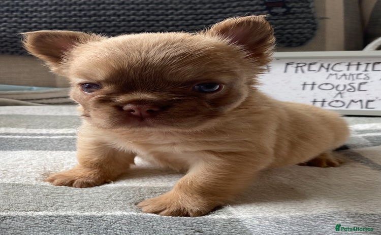 French Bulldog dogs - Advert 2