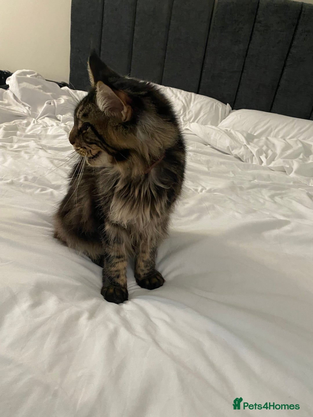 Maine Coon cats for sale: 10month old Maincoone - Image 3