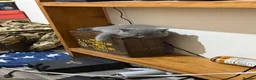 British Shorthair cats for sale: Beautiful Pure British Shorthair Blue Kittens  - Advert 20