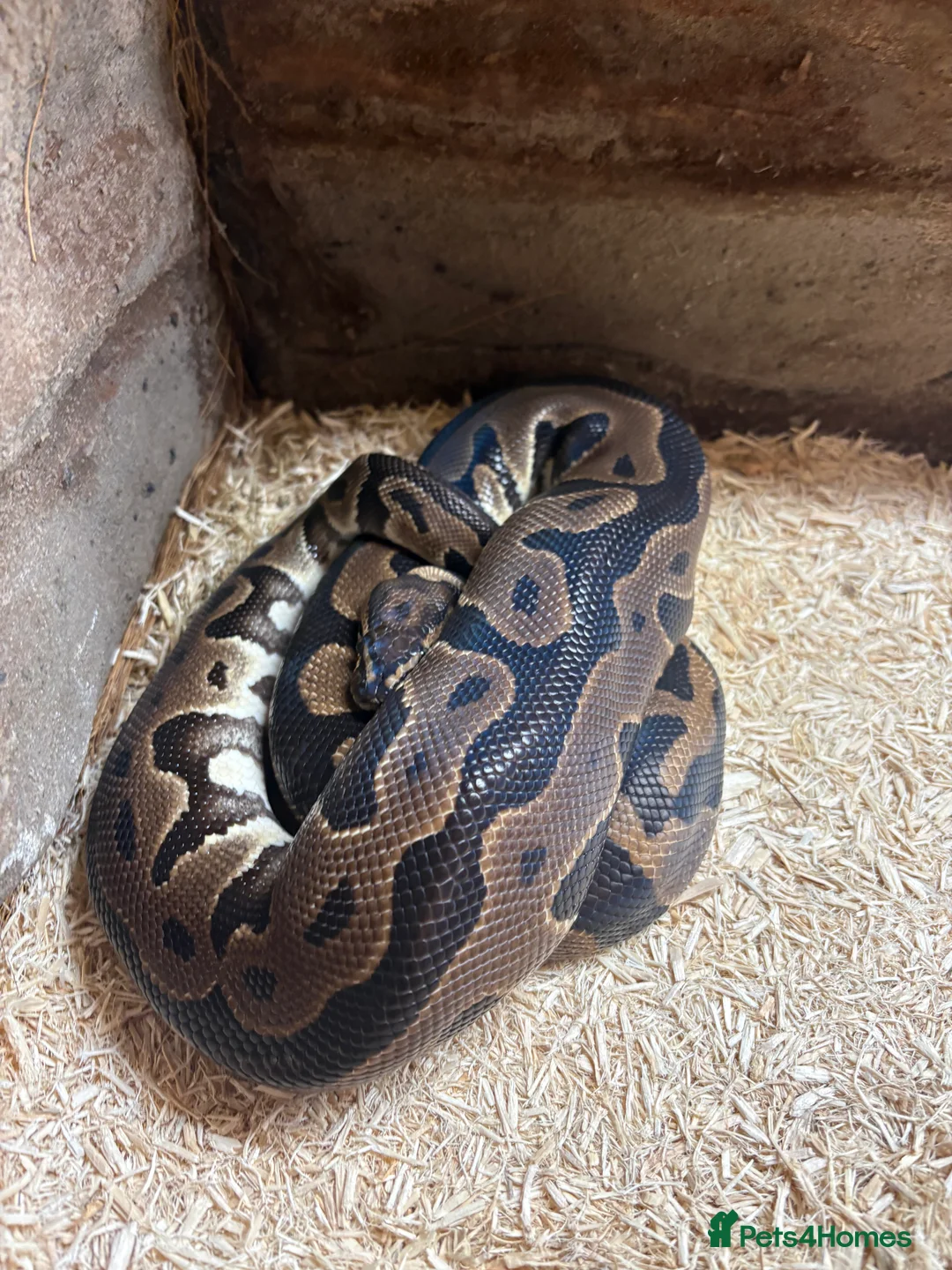 Python Snake reptiles for sale: Leopard male royal python and Viv   - Advert 2