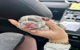 French Bulldog dogs for sale: Multicoloured Frenchies ⭐️ - Image 6