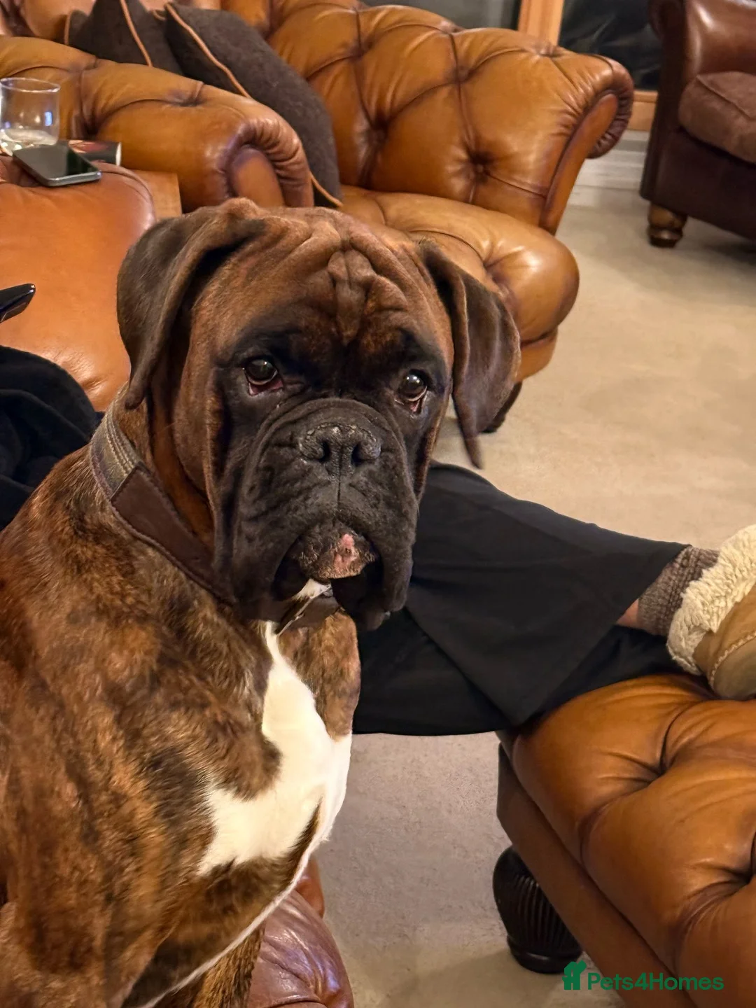 Boxer dogs for stud: Stunning Proven, Health tested and Heartscored 0 in Boston - Advert 19