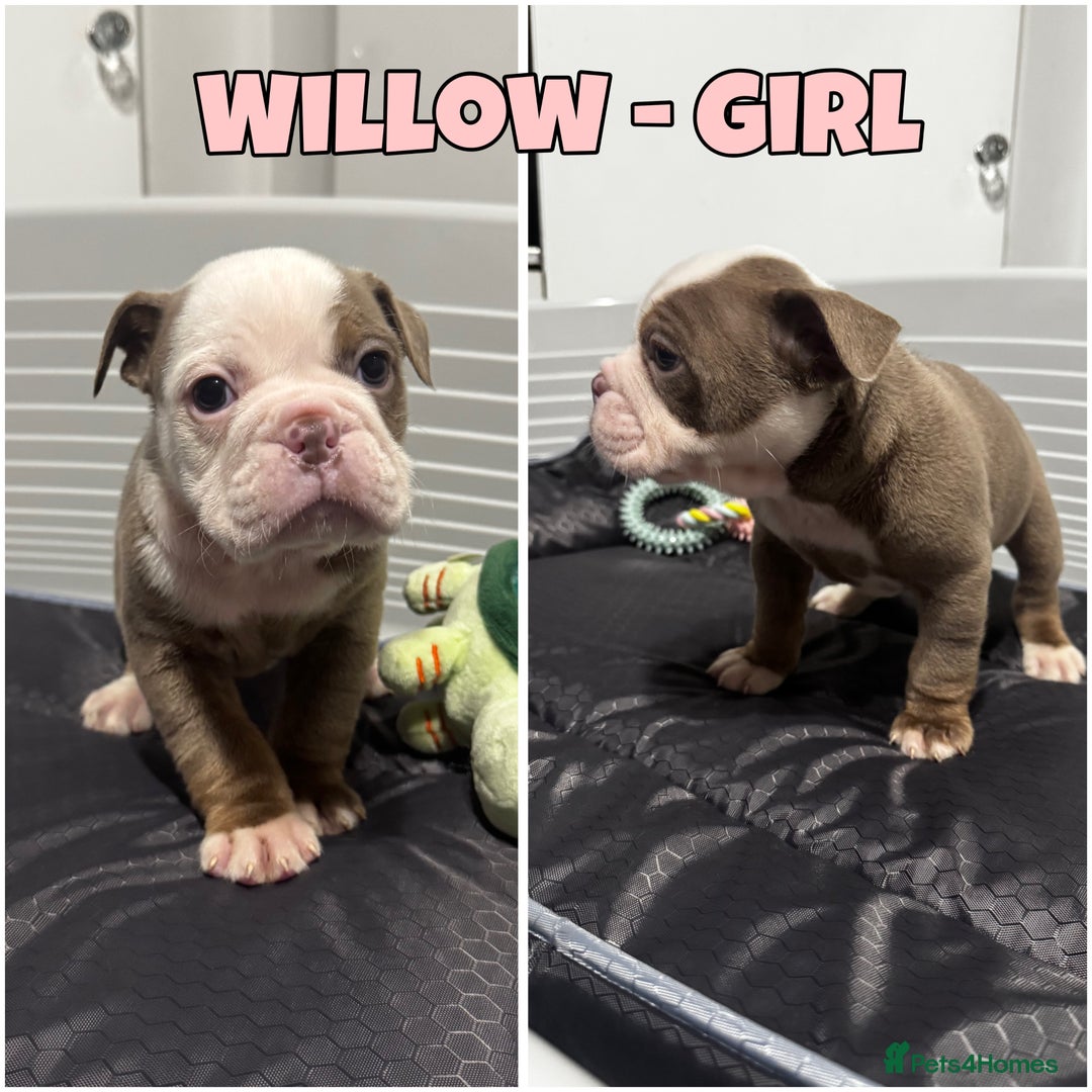 Olde English Bulldogge dogs for sale: Olde English bulldog pups 🐶  - Image 7