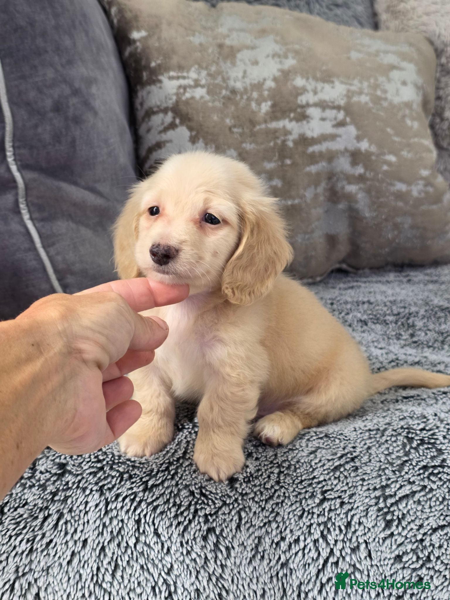 Miniature Dachshund dogs Cream male miniature Dachshund males - Advert 9