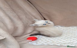 British Shorthair cats for sale: Adorable white/creme British shorthair kittens - Image 5