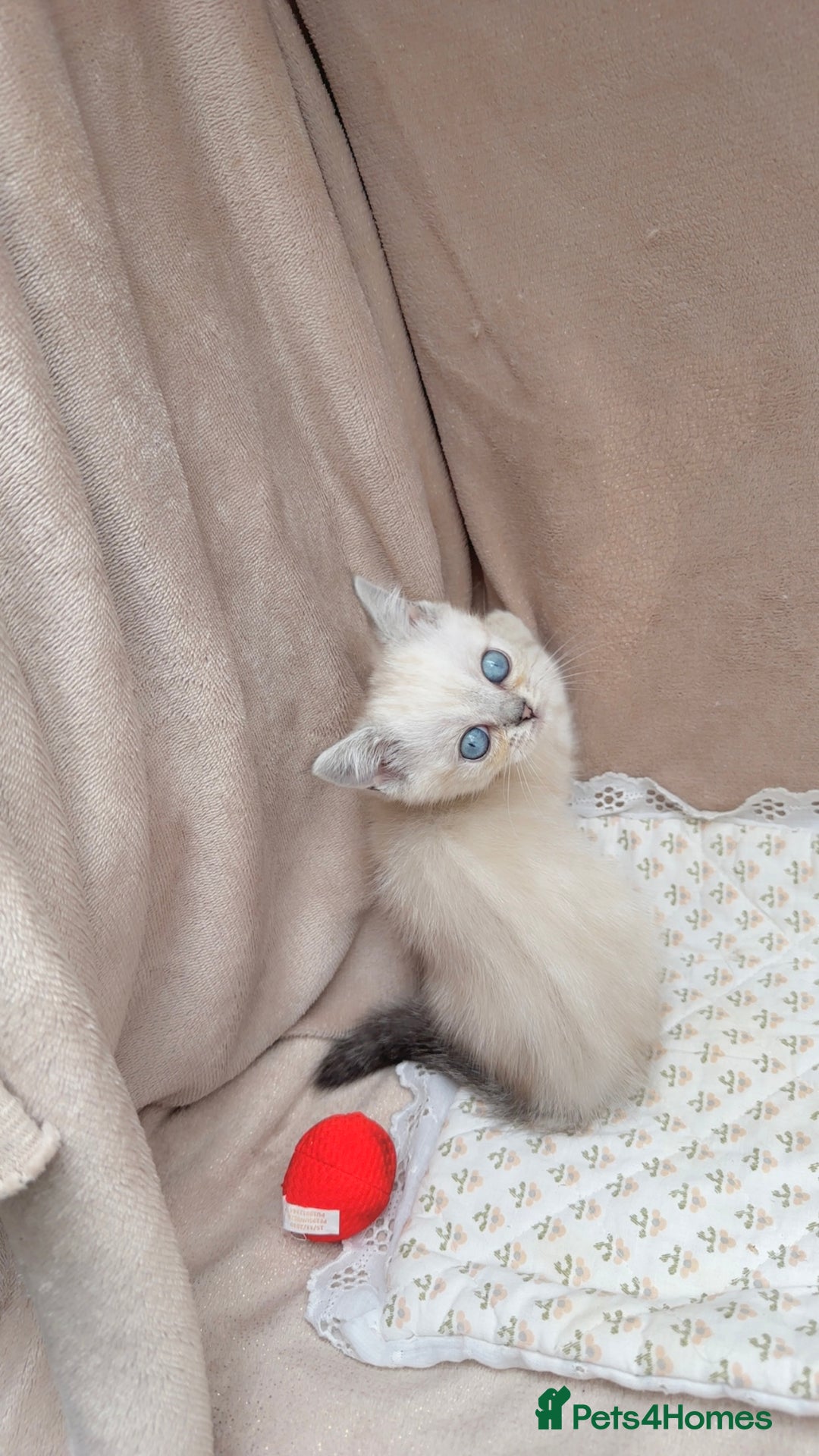 British Shorthair cats for sale: Adorable white/creme British shorthair kittens - Image 5