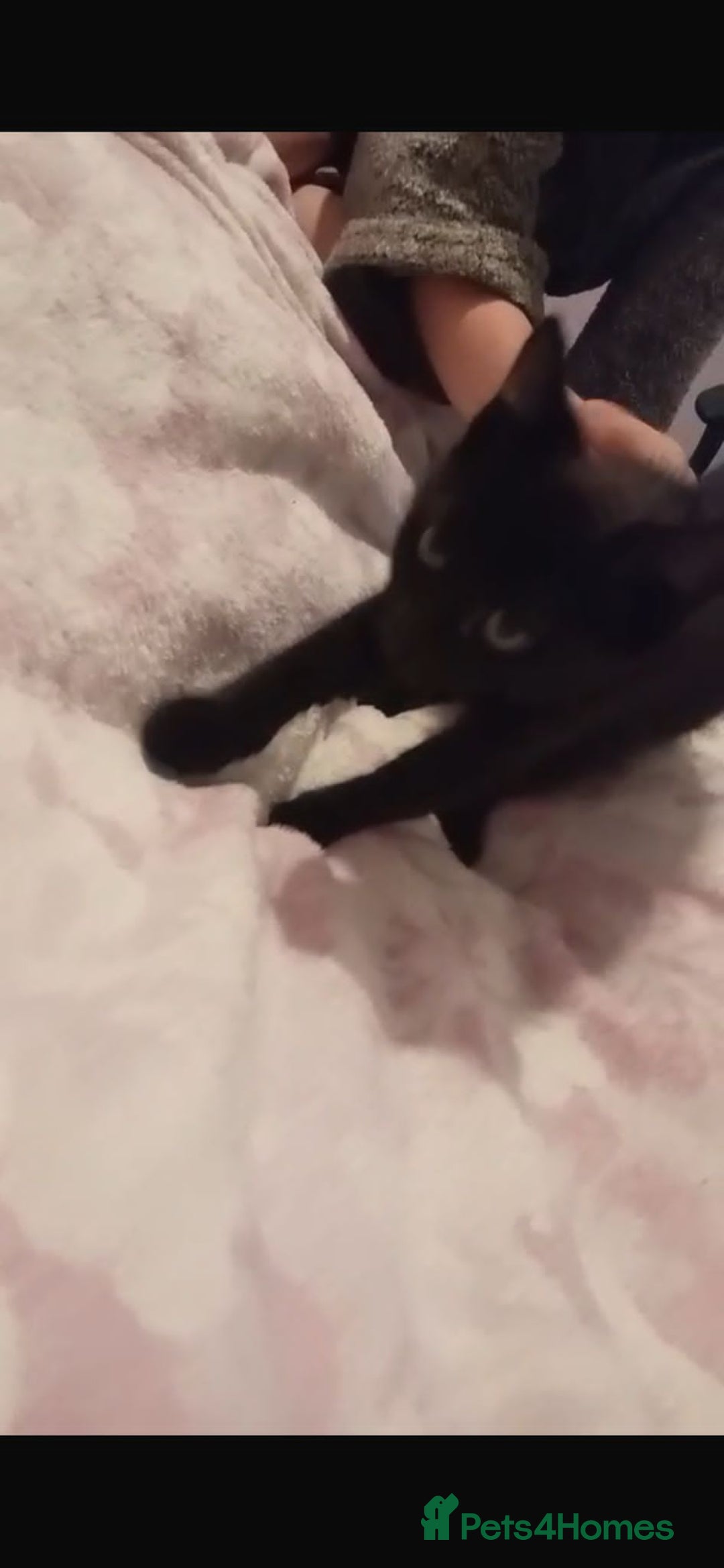 Mixed Breed cats for sale: Pure black male kitten - Advert 1