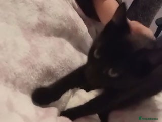 Mixed Breed cats Pure black male kitten - Advert 1