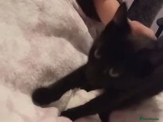 Mixed Breed cats Pure black male kitten - Advert 16