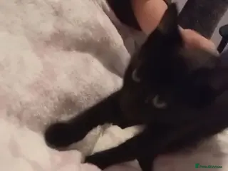 Mixed Breed cats Pure black male kitten - Advert 20