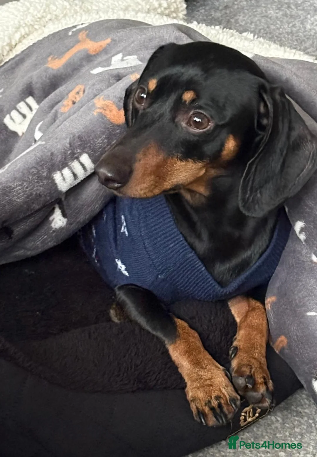 Dachshund dogs for sale: Male dachshund  - Advert 3