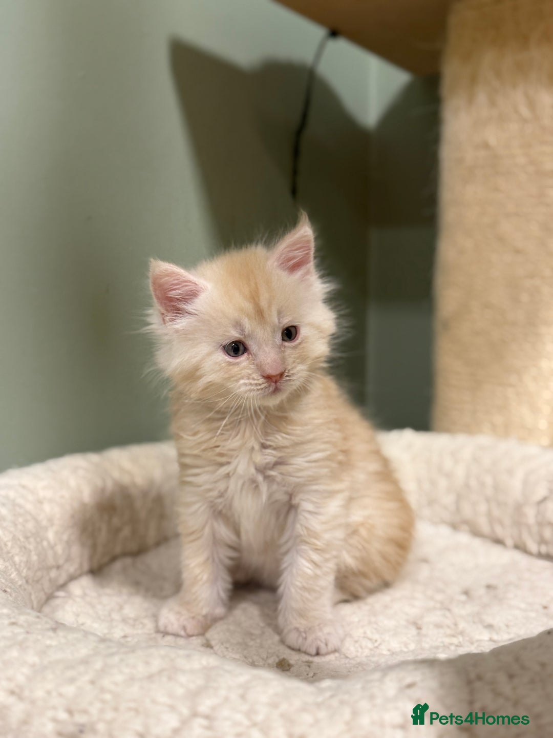 Maine Coon cats for sale: Maine Coon Pedigree  - Advert 3