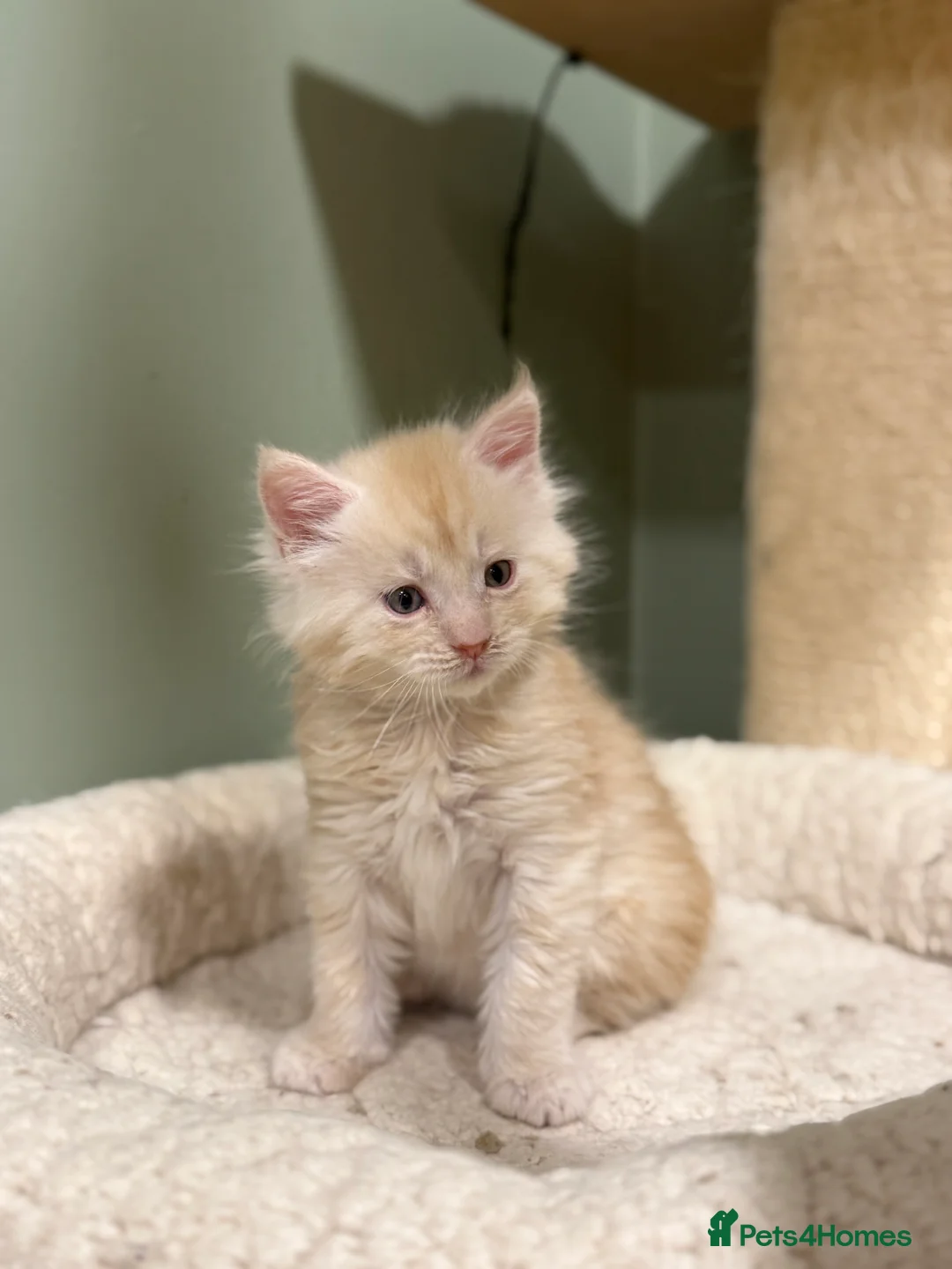 Maine Coon cats for sale: Maine Coon Pedigree  - Advert 3