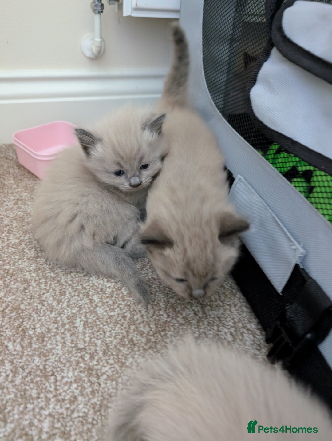 Ragdoll cats for sale: 4 gorgeous ragdoll kittens  - Image 5