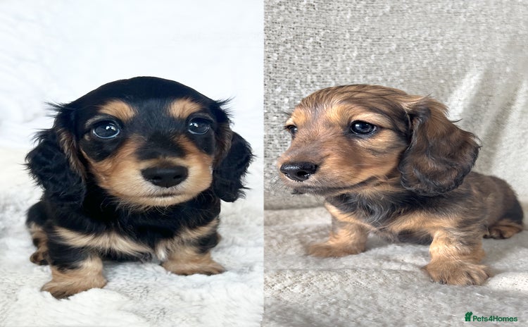 Miniature Dachshund dogs - Advert 7