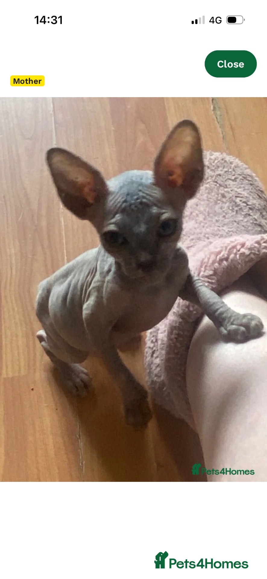 Sphynx cats Phynx girl  - Advert 6