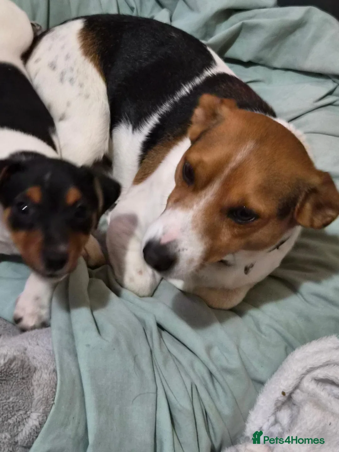 Jack Russell dogs for sale: 1 boy Jack russell pup for sale - Advert 2