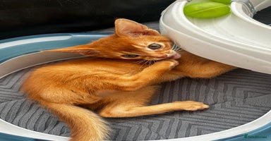 Abyssinian cats - Advert 2