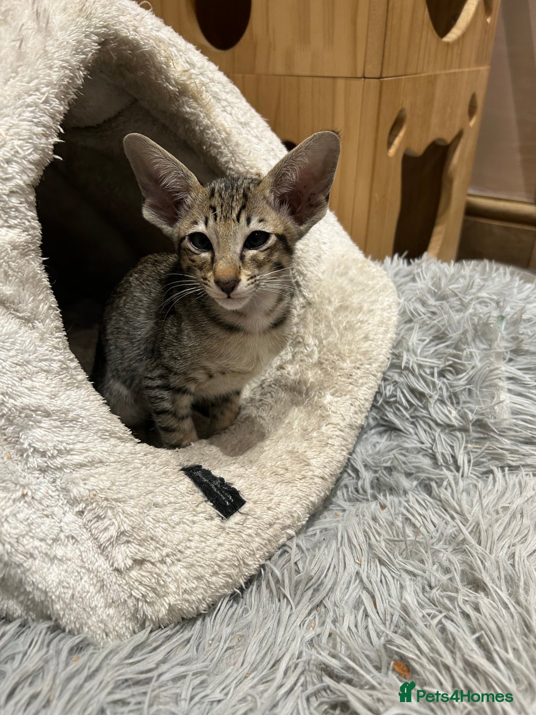 Oriental cats for sale: Gorgeous Black Tabby Male Kitten - Image 1