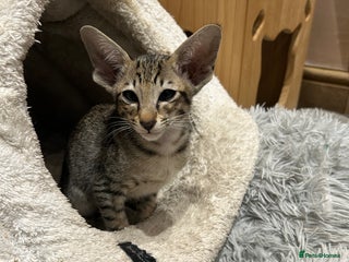 Oriental cats Gorgeous Black Tabby Male Kitten - Advert 2