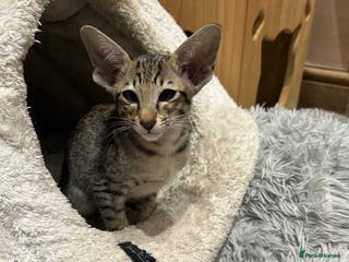 Oriental cats Gorgeous Black Tabby Male Kitten - Advert 19
