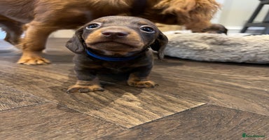 Miniature Dachshund dogs - Advert 11