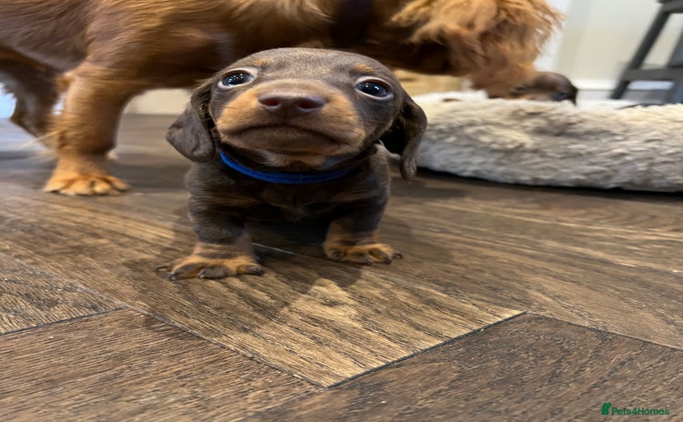 Miniature Dachshund dogs - Advert 3