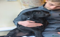 Mixed Breed dogs for adoption: Ms Bean - Image 16