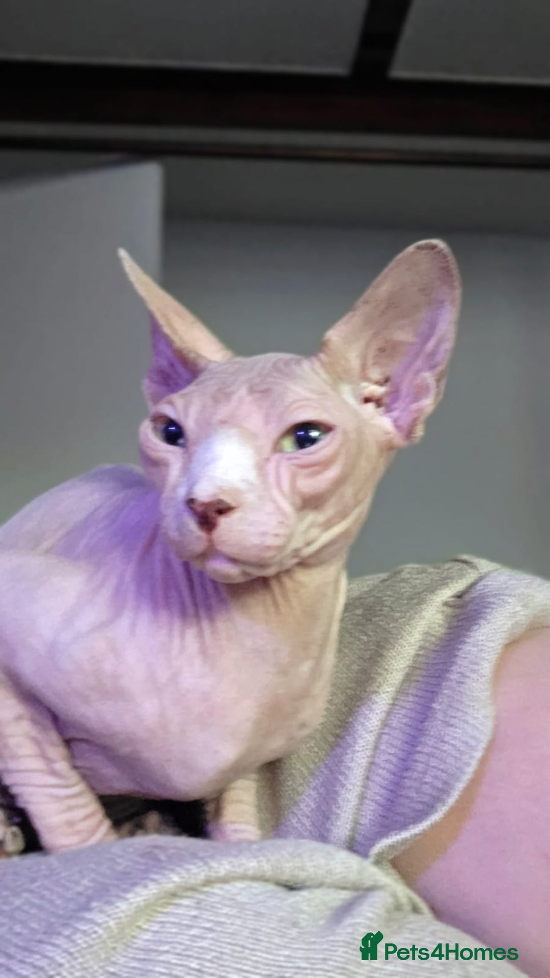 Sphynx cats for sale: Sphynx male for sale  - Advert 2