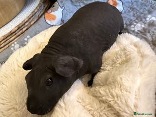 Guinea Pig rodents Two male skinny pigs best friends. - Advert 6